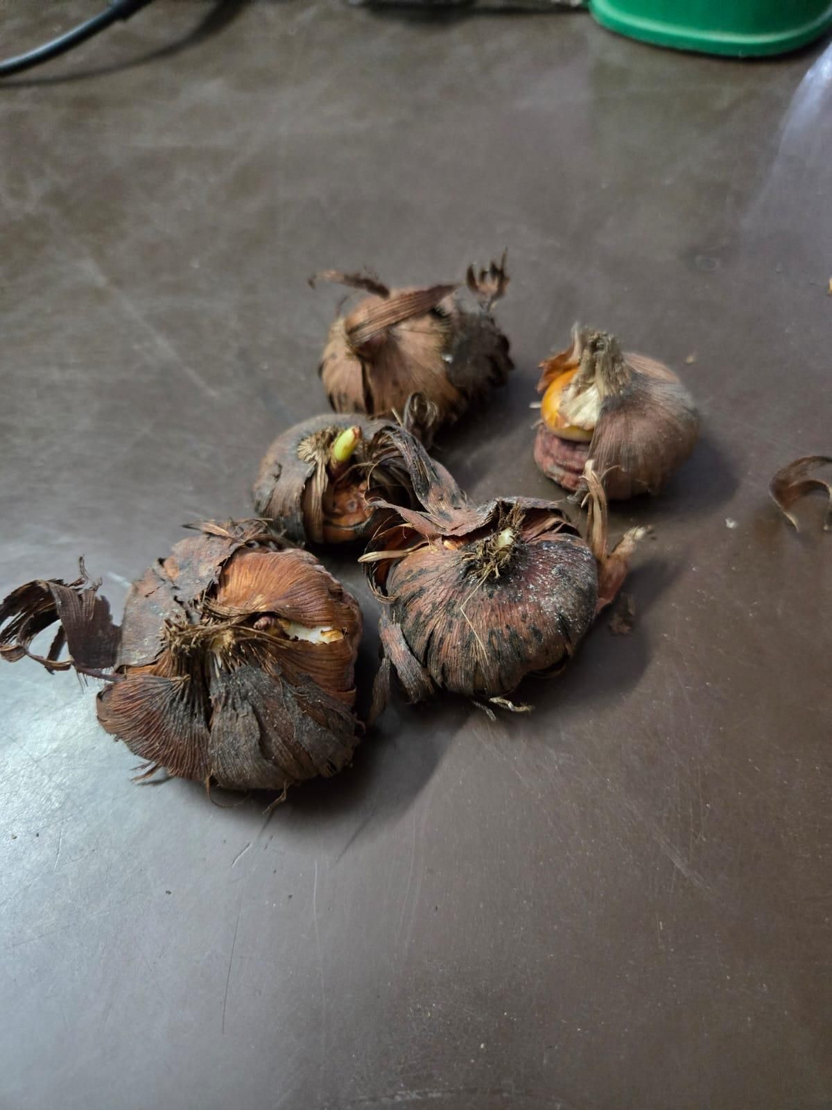 Bi-Color Mutation Hyacinth Bulbs Seeds