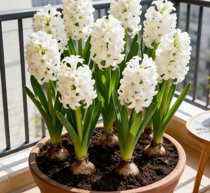 Bi-Color Mutation Hyacinth Bulbs Seeds